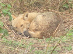 Canis aureus indicus