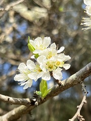 Prunus salicina