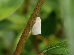 Sanurus