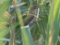 Acrocephalus scirpaceus