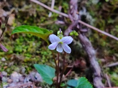 Viola inconspicua