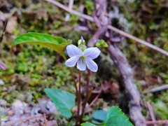 Viola inconspicua