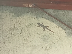 Hemidactylus platyurus