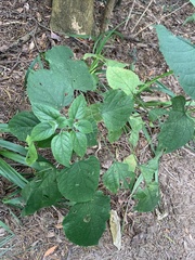 Clerodendrum canescens