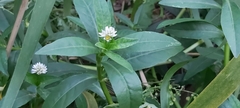 Alternanthera philoxeroides