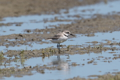 Anarhynchus frontalis
