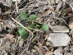 Ranunculus abortivus