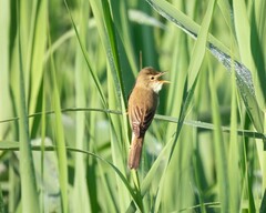 Acrocephalus palustris