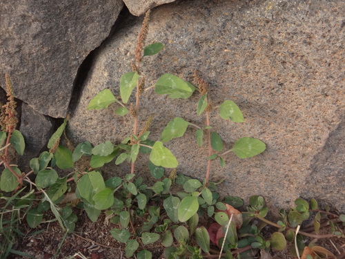 Amaranthus viridis image