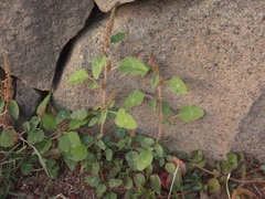 Image of Amaranthus viridis