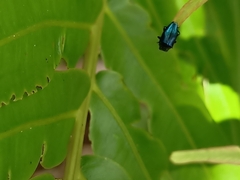Endelus cupido