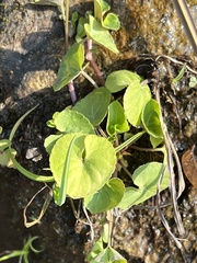 Viola moupinensis