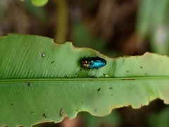 Endelus cupido