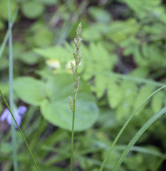 Carex elongata