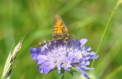 Melitaea parthenoides