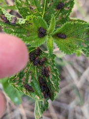 Octotoma scabripennis