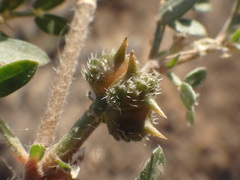 Tribulus terrestris image