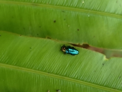 Endelus cupido