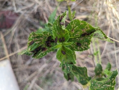 Octotoma scabripennis