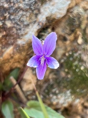 Viola philippica