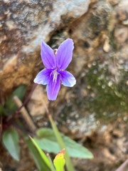 Viola philippica