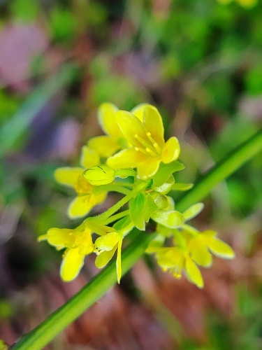 Sabia japonica iNat (2)