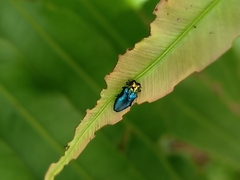 Endelus cupido