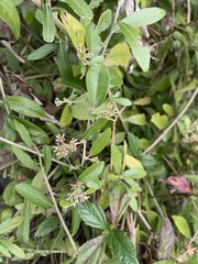 Tarlmounia elliptica