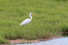 Ardea intermedia plumifera