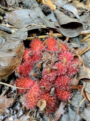 Wurfbainia longiligularis