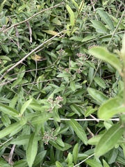 Tarlmounia elliptica