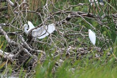 Ardea intermedia plumifera