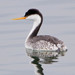 Western × Clark's Grebe - Photo (c) BJ Stacey, some rights reserved (CC BY-NC)
