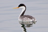 Western × Clark's Grebe - Photo (c) BJ Stacey, some rights reserved (CC BY-NC)
