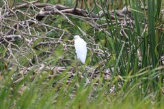 Ardea intermedia plumifera