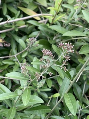 Tarlmounia elliptica