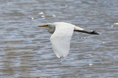 Ardea intermedia plumifera