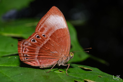 Abisara saturata