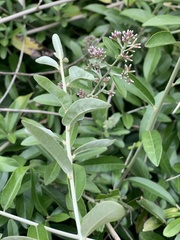 Tarlmounia elliptica