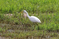 Ardea intermedia plumifera