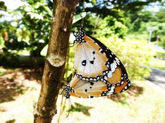 Danaus chrysippus chrysippus