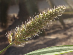 Setaria adhaerens