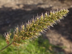 Setaria adhaerens