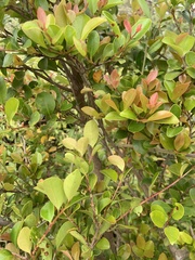 Syzygium elliptifolium