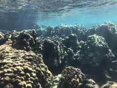 Acanthurus triostegus