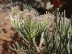 Ammodaucus leucotrichus image