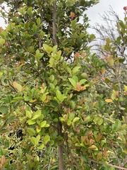 Syzygium elliptifolium