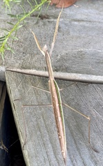Tenodera australasiae