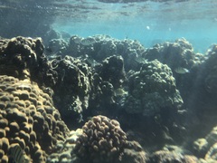 Porites lobata