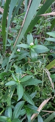 Alternanthera philoxeroides